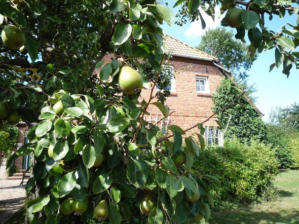 Bauernhaus hinter Birne Bauernhaus hinter Birne