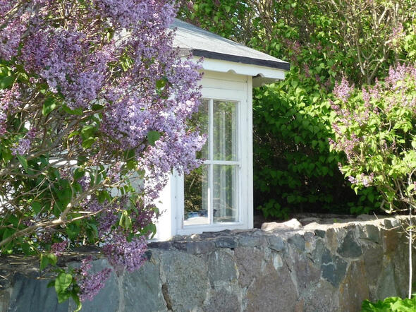 Flieder am Pavillon Flieder am Pavillon