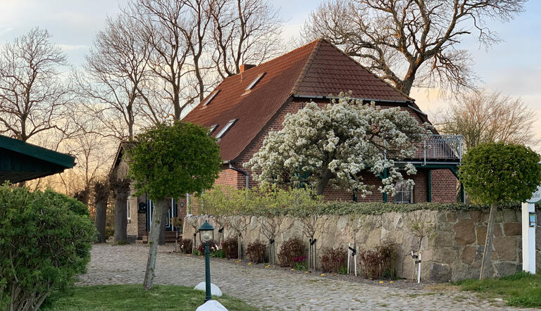 Blühender Birnenbaum