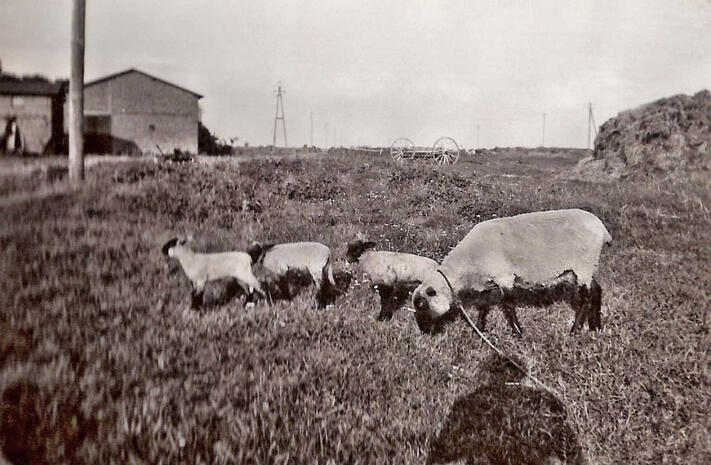 1939 Schafe am Hof 1939 Schafe am Hof